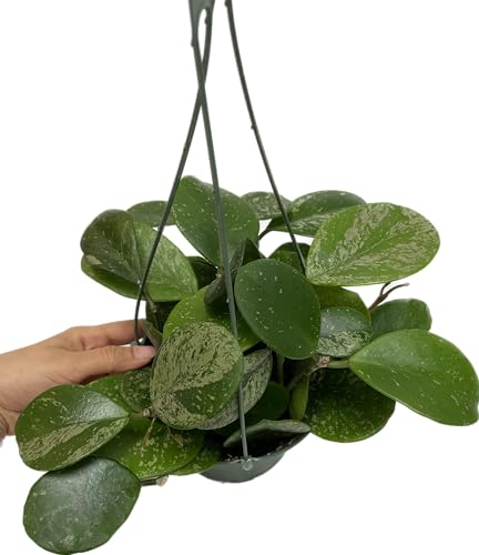 Hoya Obovata Spalsh Available in 2" Pot, 4"Pot, and 6" Hanging Pot Hoya Live Plants Live Houseplants California Seller