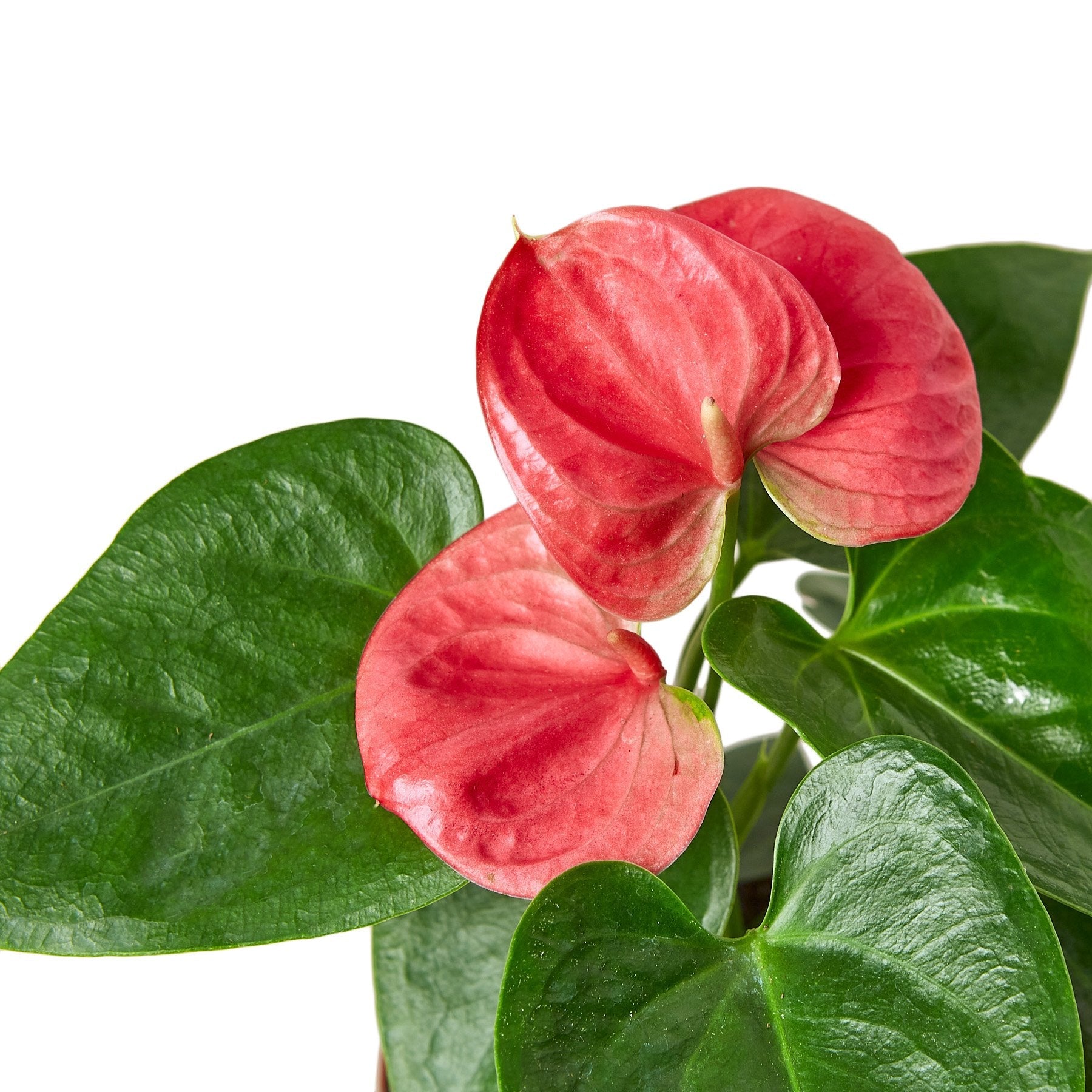 anthurium california Anthurium 'Pink' 6" Pot