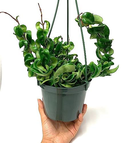 Hoya Compacta aka Hoya Hindu Rope Available in 2", 4", and 6" Pot Live Hoya Plant Captivating Vine Plant for Air-Purifying