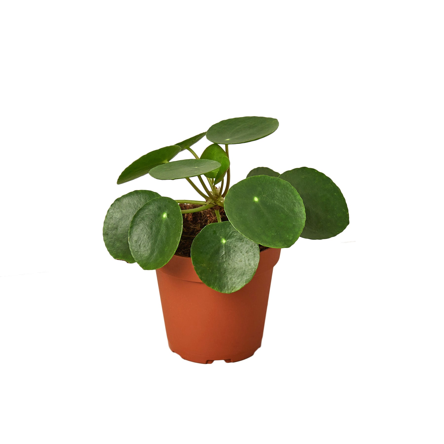 The Snobby Leaf | Pilea Peperomioides 'Chinese Money' - 4 inch POT - NURSERY POT