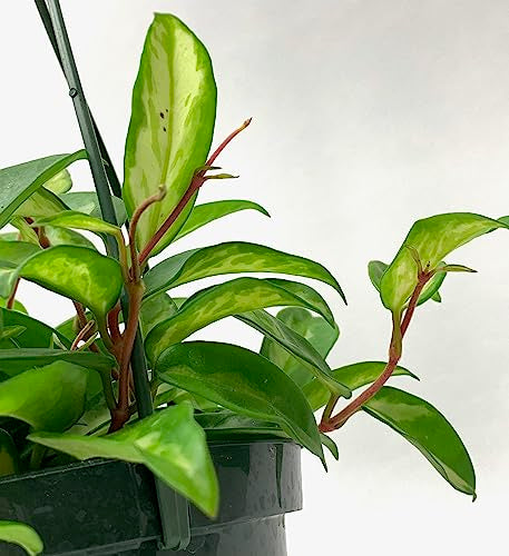 hoya plant air purifier Hoya Carnosa Krimson Princess – 4" Potted Variegated Indoor Plant | Stunning Krimson Hoya | Easy-Care Houseplant