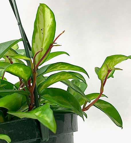 Hoya Krimson Princess Available 2", 4", or 6" Pot Hoya Carnosa Vareiagata, Trailing Plant, Live Hoya Plant, Air Purifying Plant, Live Arriaval Guarantee!