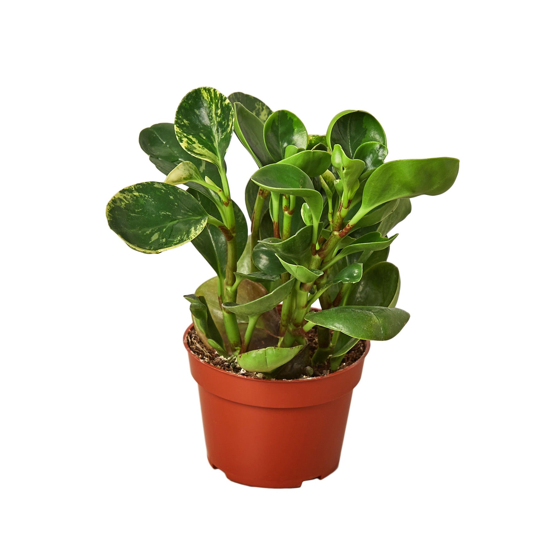 rubber jade plant Peperomia 'Marble' 4" Pot / Nursery